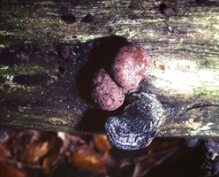 Daldinia concentrica – A cross-section reveals the charcoal-like inside with what appear to be annual rings like in a tree.